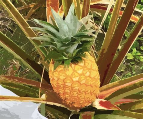 Pineapple Travel Souvenirs: Unique and Quirky Pineapple-themed Items to Bring Home