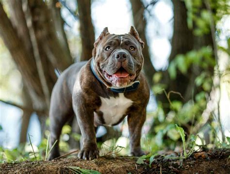 Pitbulls and Children: Exploring the Bond between Kids and Pitbulls