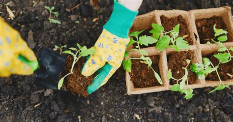 Planning for a Bountiful Vegetable Harvest: A Step-by-Step Guide