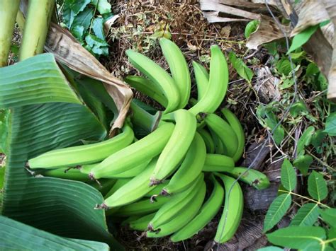 Plantain Plant Propagation: Tips for Growing Your Plantain Collection