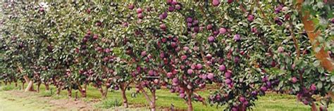 Plum Orchards and Festivals: Where to Experience Plum Wonderlands