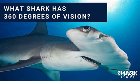 Possible Connotations of an Inert Shark in a Vision