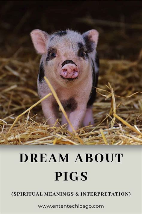 Possible Interpretations for Dreaming about a Infant Ebony Swine