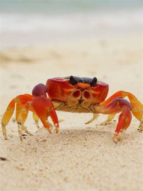 Possible Interpretations of a Crab on Head Dream