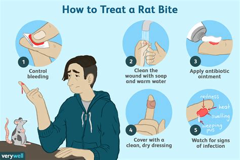 Possible meanings of being bitten by a dark-hued rodent