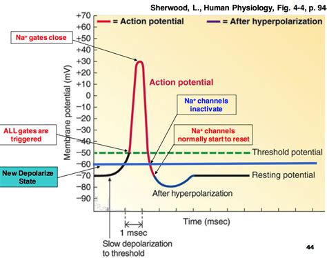 Potential Actions to Take Following a Hectic Tone Vision