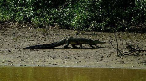 Potential Messages and Warnings Behind Imagining a Crocodile in Your Abode