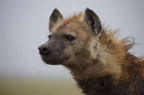 Power Struggles and Betrayal: Exploring Hyena Encounters in Relationships