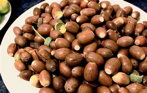 Practical Applications of Acorns in Food and Medicine