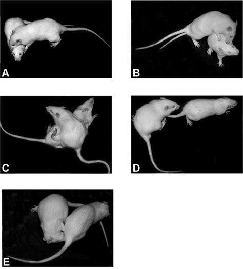 Practical Approaches to Manage Rat Pursuit Nightmares