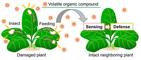 Practical Insights: Unlocking the Significance of Visualizing Airborne Parasites