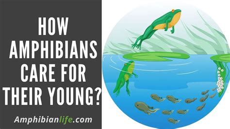 Practical Steps for Harnessing the Power of Dreaming of a Young Amphibian