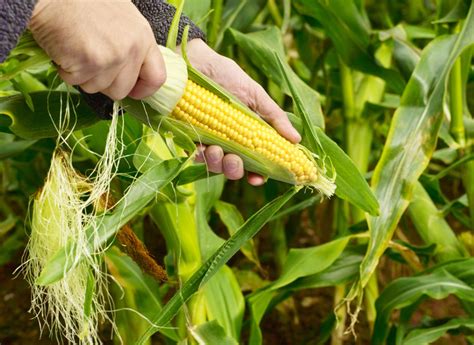 Practical Techniques to Enhance Your Ability to Visualize Cultivating Corn