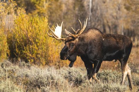 Practical Tips for Managing Encounters with Aggressive Moose in Dreams