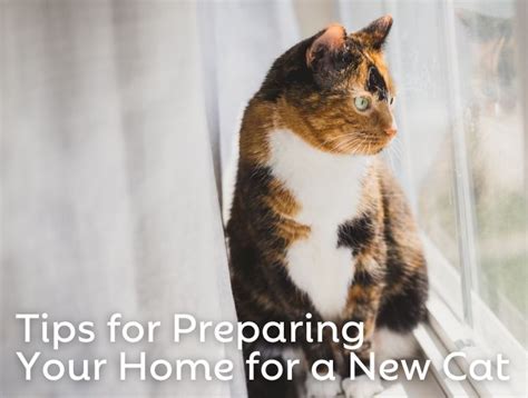 Preparing Your Home for a New Kitty: Establishing a Safe Sanctuary