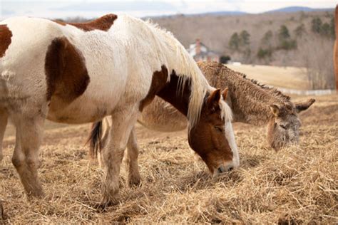 Preparing for the Responsibilities and Costs of Horse Ownership