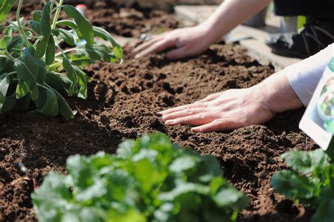 Preparing the Soil for Healthy Growth