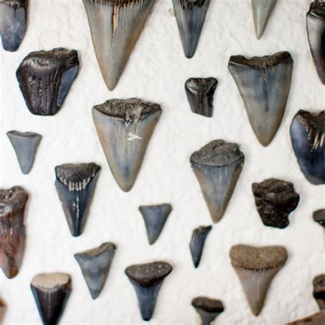 Preserving a Collection of Shark Teeth: Steps for Cleaning and Maintaining