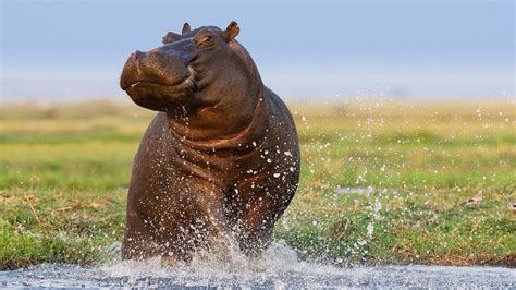 Preserving the Most Adorable Wildlife: Conservation Initiatives for Young Hippopotamuses