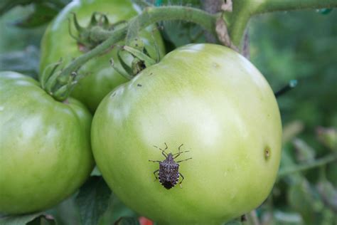 Preventing Common Tomato Pests and Diseases