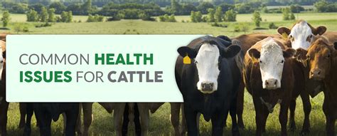 Preventing and Managing Common Health Issues in Livestock