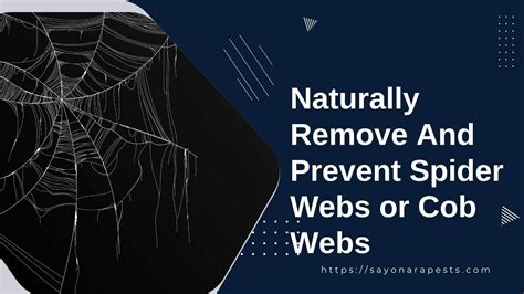 Prevention is Key: How to Keep Spider Webs at Bay