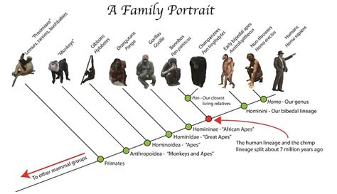 Primordial instincts: How our ape ancestry shapes our behavior and emotions