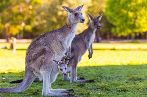 Proactive measures to ensure personal safety during encounters with cuddly marsupials