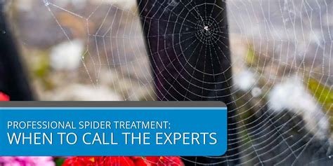 Professional Help: When to Call in the Experts for Stubborn Cobweb Infestations