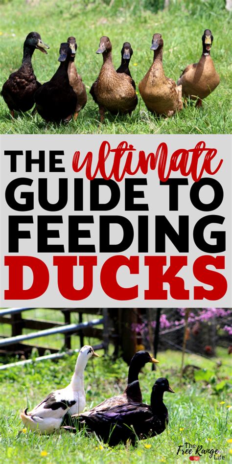 Proper Nutrition for Ducks: A Comprehensive Guide to Feeding