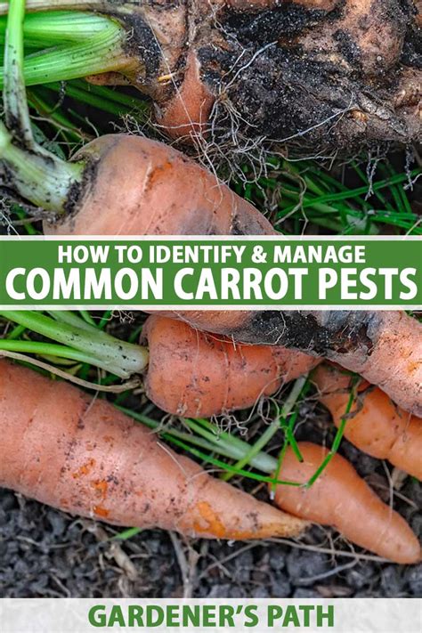 Protecting Carrots from Pests and Diseases