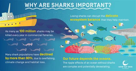 Protecting both Humans and Sharks: The Significance of Conservation Efforts