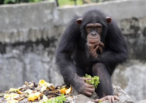 Protecting the Endangered Population of the Mysterious Black Chimpanzee: A Call to Action