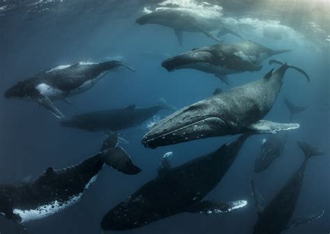 Protecting the Giants: Conservation Efforts for Magnificent Whales