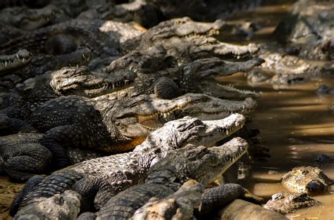 Protective Measures to Prevent Crocodile Attacks