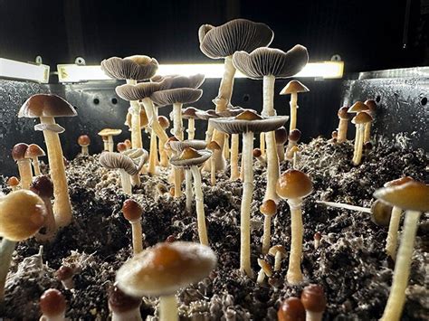 Psilocybin and Dreams: Deciphering the Impact of Enchanting Fungi on Sleep