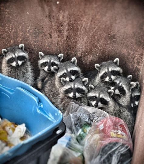 Psychoanalyzing the Human Fascination with Exterminating Trash Pandas