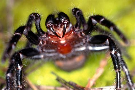 Psychological Impact of Eliminating Arachnid Webs for a Fresh Commencement