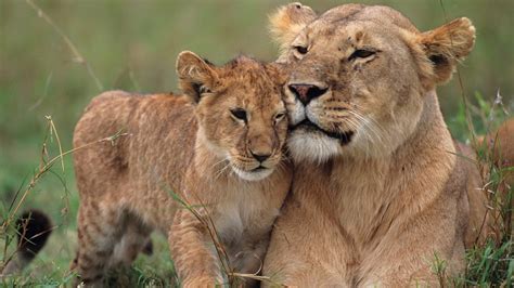 Psychological Insights into Dreams Involving Lion Aggression