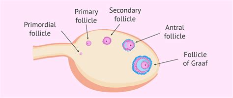 Psychological Interpretation of Nasal Follicle Expansion Dreams