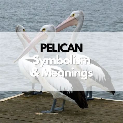 Psychological Perspectives: Analyzing the Significance of the Black Pelican Symbolism in Dreams