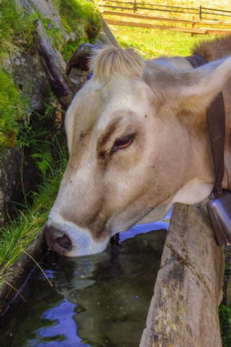 Psychological analysis of the symbolism behind a bovine quenching its thirst