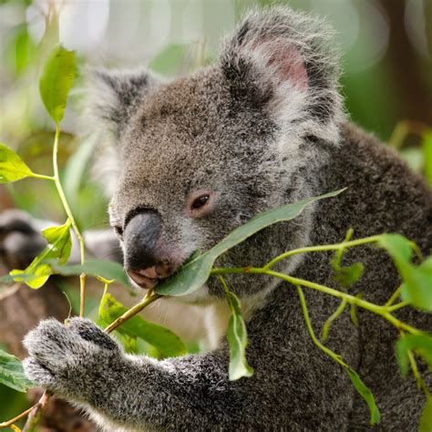 Raising Awareness: The Challenges Faced by Koala Populations