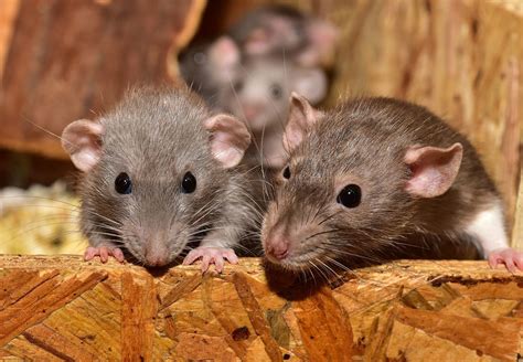 Rats as Pets: The Incredible Qualities That Make Them Ideal Companions