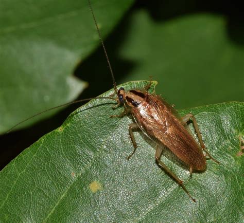 Rebirth and Transformation: Symbolic Significance of Infant Cockroaches