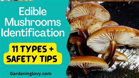 Recognizing and Identifying Edible Mushrooms