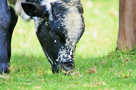 Recognizing the Importance of Seeking Professional Assistance for Reoccurring Images of a Young Bovine Inside the Household