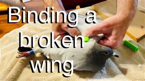 Repairing the Fractured Wing: Restoration and Healing