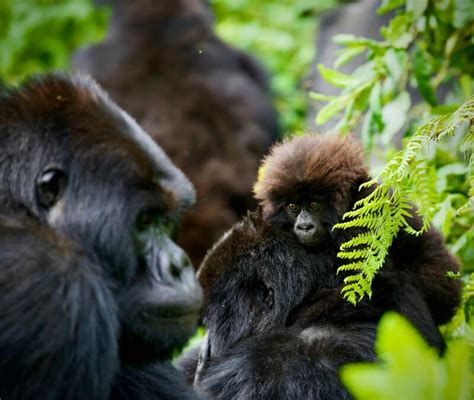 Reproduction and Family Life Among Large Primates: Pairing, Birth, and Nurturing