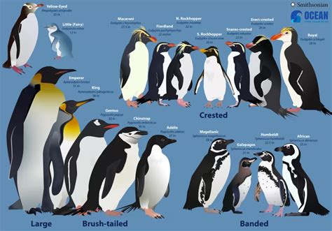 Researching the Penguin Species